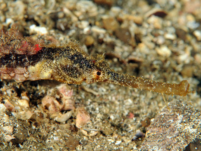 48 Winged Pipefish.jpg